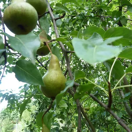 Gyümölcsöskert * Debrecen