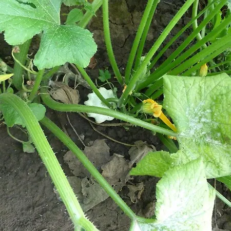 Gyümölcsöskert Apartamento Debrecen