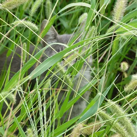 Gyümölcsöskert Apartamento Debrecen