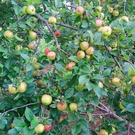 Gyümölcsöskert Apartamento Debrecen