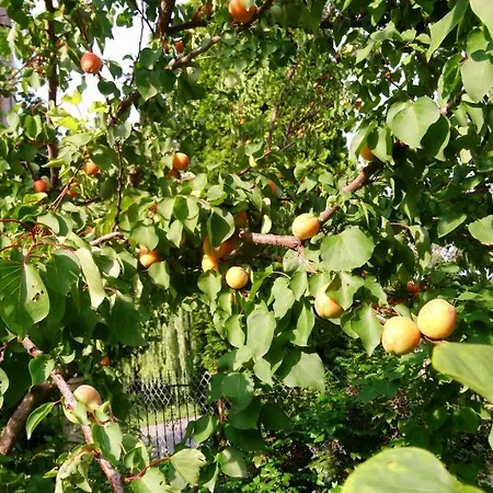 Apartamento Gyümölcsöskert