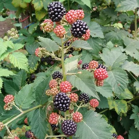 Gyümölcsöskert Debrecen